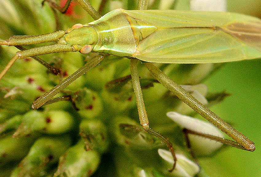 Miridae da det.